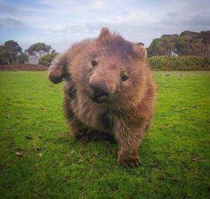 wombatZ
