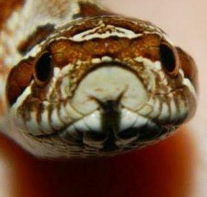 Reptile Nexus