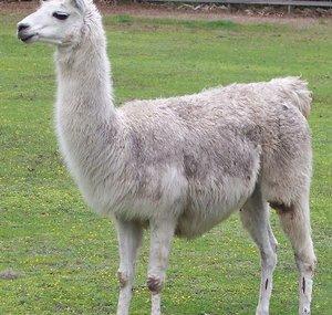 The Llama King Gaming