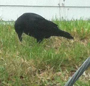 The Raven Poe
