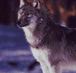 Dale Lonewolf