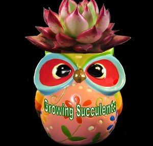 Growing Succulents with LizK