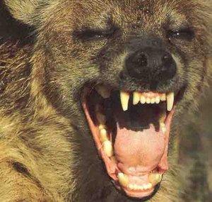 Laughing Hyena