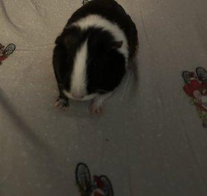 Muffin is a happy gine pig