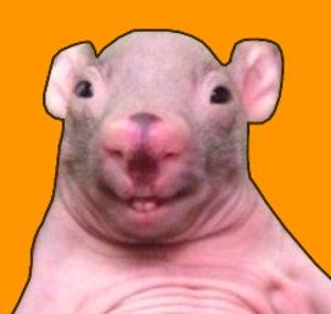 pescocofino