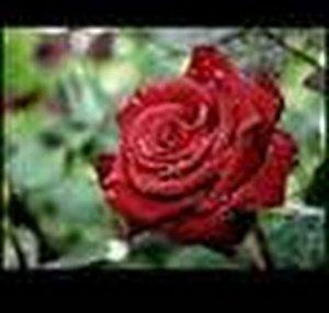 safa0shah