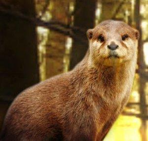 The Otter Outdoorsman