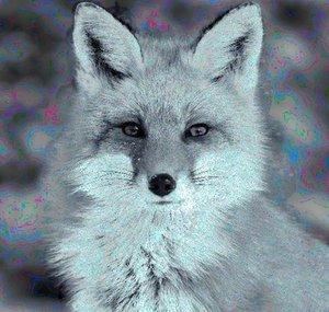 Vulps