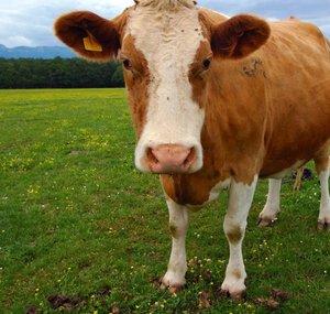 BeefCraft