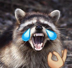 President Raccoon