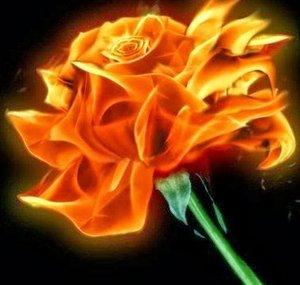 RoseErifnosi