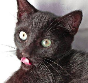SchwarzeKatze_BlackCat