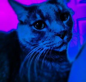 Wave Cat