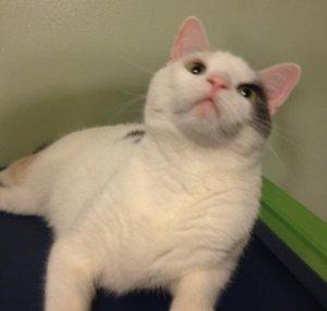 CatnipSwag