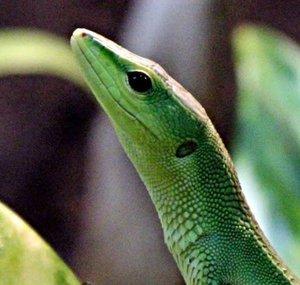 Japan Herping Channel