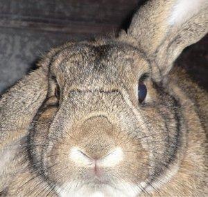 Rabbitbunvoo
