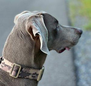 Weim World