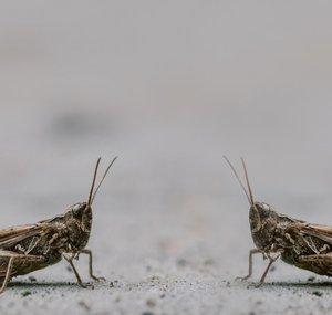 A Couple of Crickets