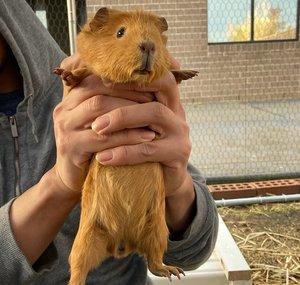 Eva’s Guinea pigs