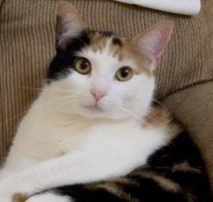 Sweetie's Cat World