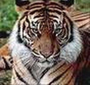 AlmaDeTigre