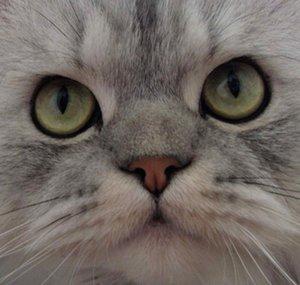 BoozleTheCat