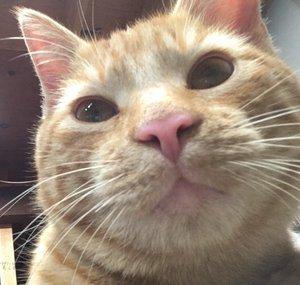 Crazy Cat Reviews