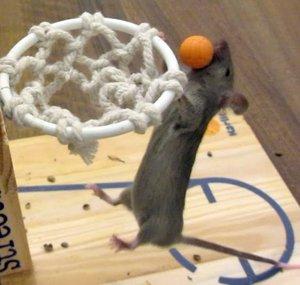 MouseAgility