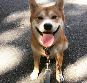 Skippy The Shiba Inu