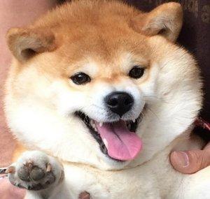 DogGoesWoof