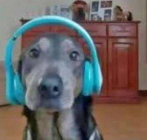 perro con auriculares