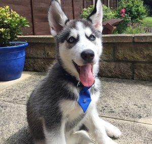 Blue The Husky