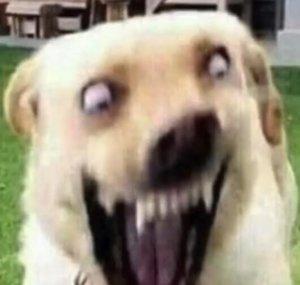BorkityBork22