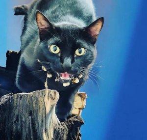 ISADORA, A GATA!!!