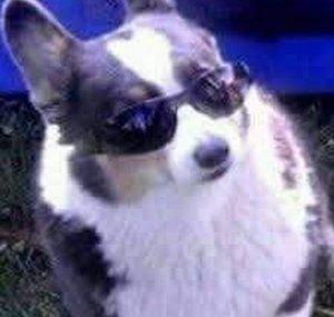 Cool Doggo