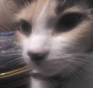 El gato ajedrecista