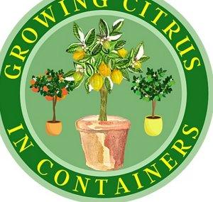 Growing Citrus In Containers