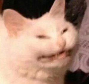 Mewsip