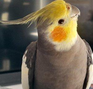 Monty The Naughty Cockatiel