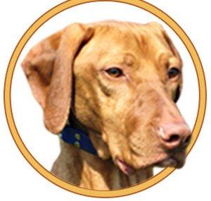 UnderstandingVizslas