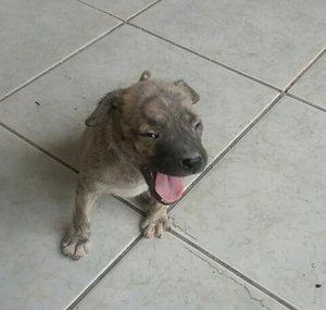 Minha cachorra Hiena
