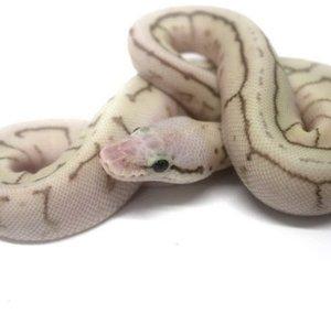 Renick Reptiles, Inc.