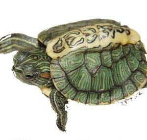 TheTurtleLover09