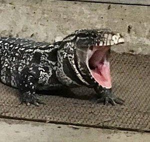 AfroHerpkeeper