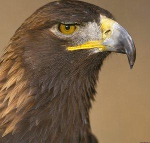 Eagle Precursor 2