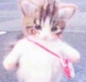 meeo