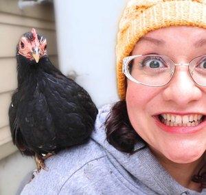 Welcome to Chickenlandia