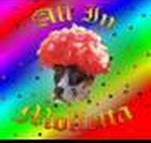 ALLINMOLFETTA