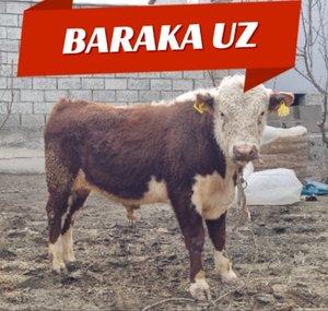 BARAKA UZ.