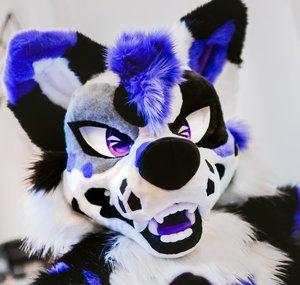 Gabe Collie